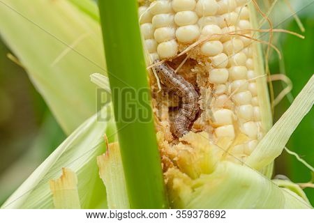 Fall Armyworm On Damaged Corn With Excrement.
