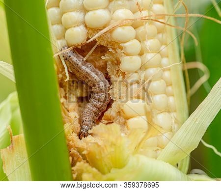 Fall Armyworm On Damaged Corn With Excrement.