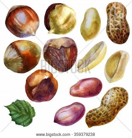 Watercolor Illustration. Walnut Set. Peanut. Inshell Peanuts, Peeled Peanuts, Peanut Grains In The H