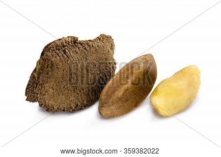 Peeled Brazilian Nut, Outside The Coconut, Known As 