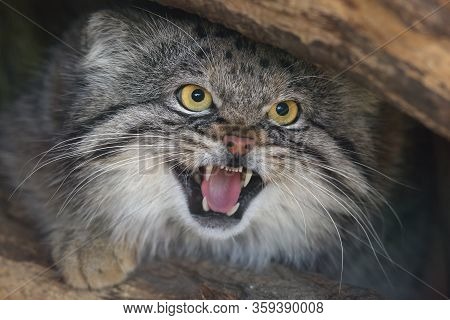 The Pallas's Cat (otocolobus Manul), Also Called The Manul,male Portait.