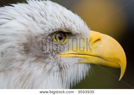 白頭ワシ (Haliaeetus Leucocephalus)