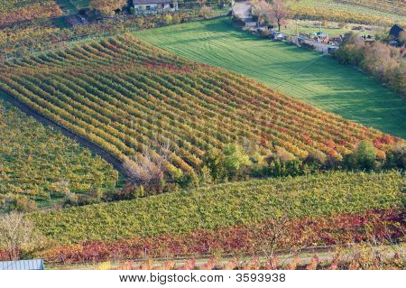 Grapes