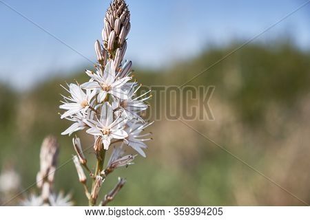 Flowers And Bud Of White Asphodel Or Asphodelus Albus