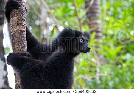 Portrait Of The Indri Lemurs In A Rainforest In Madagascar
