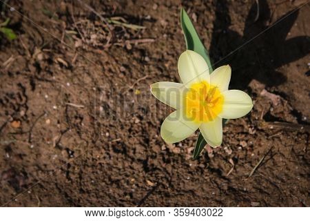Yellow Daffodil On A Flower Bed In A Botanical Garden