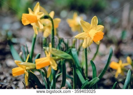 Yellow Daffodil In The Flowerbed In The Botanical Garden.