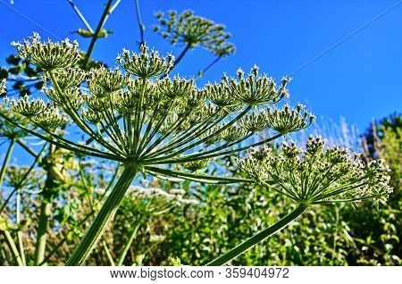 Heracleum Sosnovskyi.big Leaves Of A Heracleum Sosnovskyi Close The Earth