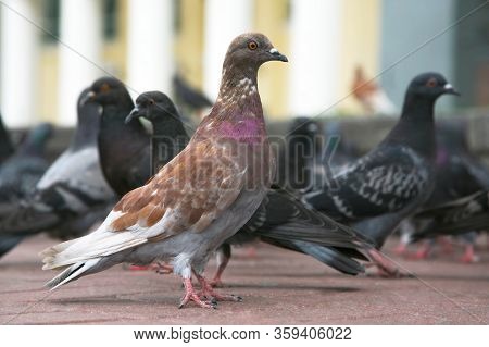 The Dove On The Area Compared To Other Pigeons