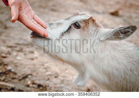 Female Hands Stroking A Young Goat On A Farm. Wild Nature.