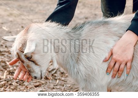 Female Hands Stroking A Young Kid On A Farm.