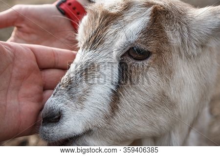 Female Hands Stroking A Young Kid On A Farm.