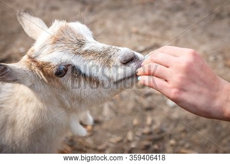 Female Hands Feed A Young Goat On A Farm. Wild Nature.