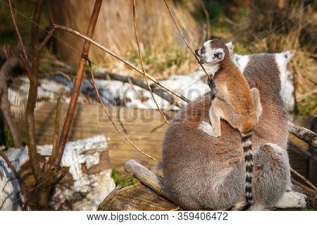 Lemur With A Child