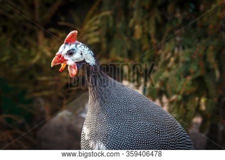 Guinea Fowl Bird On A Background Of Green Spruce In The Wild.