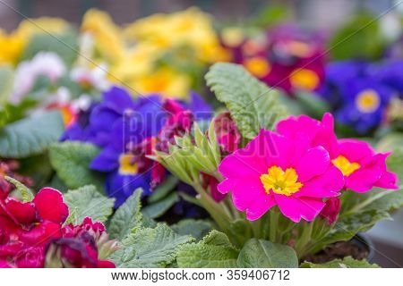 Vibrant Red, Blue Little Flowers On A Green Background.