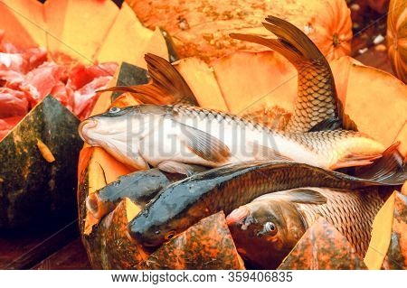 Live Fish And Pumpkin For Feeding Animals In A Zoo On Halloween Day.