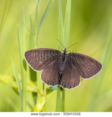 Ringlet Butterfly (aphantopus Hyperantus) Resting On Grass With Bright Green Background