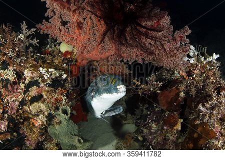 Blue-spotted Pufferfish (arothron Caeruleopunctatus) With Two Pilotfish. Dampier Strait, Raja Ampat,