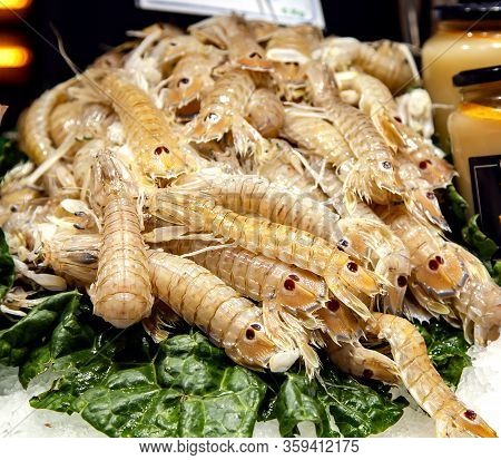 A Mantis Shrimp For Sale At Fish Market On The Boqueria Market, Barcelona, Spain.scientific Name: Or