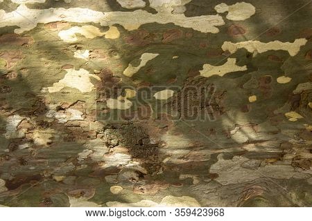 Real Tree Old Wooden Texture. Wood Background With Brown Green Structure. Natural Forest Rustic Phot