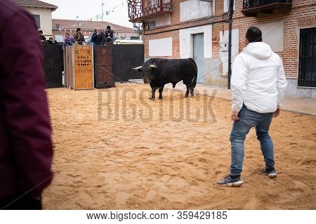Bull Capea Bravo Held In The Region Of La Moraña, Avila, Spain, Held During The Month Of January 202