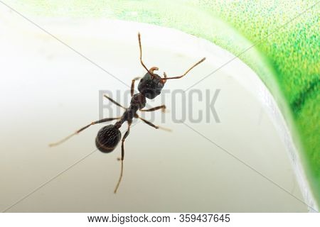 Brown Ant Messor Structor On White Background