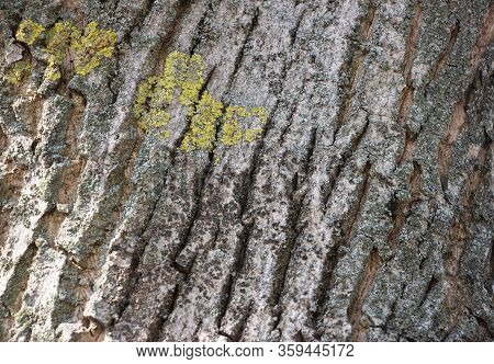 Light Gray Background Of A Tree Bark On A Bark Of Moss Growing. Background Like Texture. Full Frame,