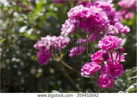Beautiful Summer Pink Roses, Photo Of Flowers