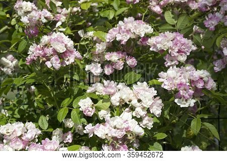 Beautiful Summer Pink Roses, Photo Of Flowers
