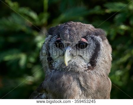 barred eagle-owl, also called the Malay eagle-owl