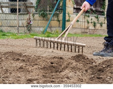 Raking Orgainc Soil With Wooden Rake In Spring Vegetable Garden
