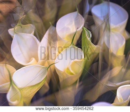 White Calla Lily Corner In Day Light.