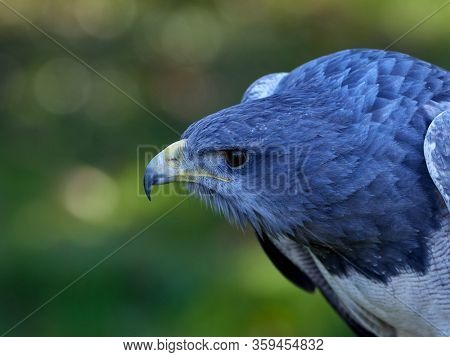 Close-up of Shield Eagle (Geranoaetus melanoleucus) adult