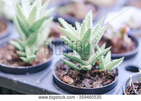 Closeup Succulent Plant In Pot For Docoration With Vintage Tone, Selective Focus