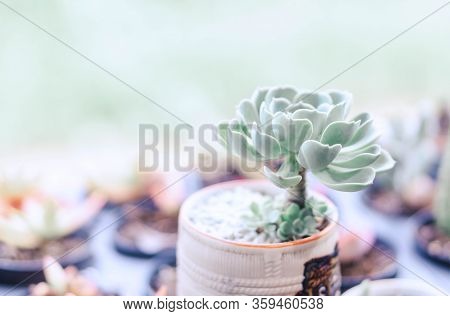 Closeup Succulent Plant In Pot For Docoration With Vintage Tone, Selective Focus