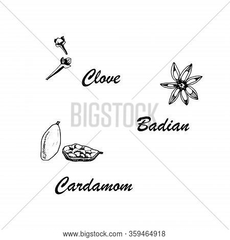 Vector Botanic Illustration With Clove, Cardamom, Badian On White Background. Hand Drawn Food Collec