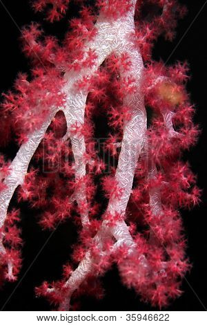 Pink Soft Coral