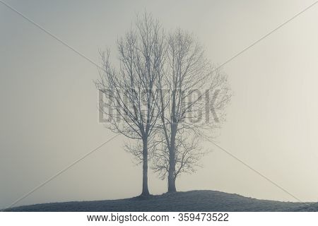 Tow Trees On A Hill On A Misty Day In Dornbirn, Austria