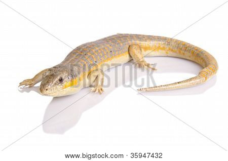 Berber skink