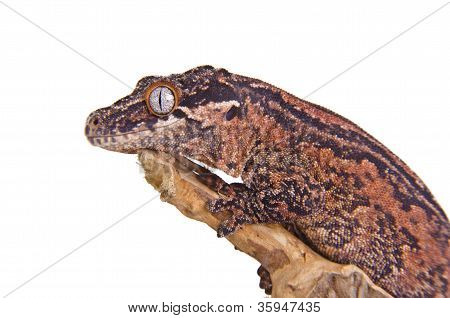 Gargoyle Gecko