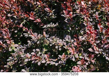 Background Of Barberry Thunberg Leaves In The Garden In Summer