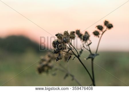 A Bush Of A Burdock In A Meadow Against A Background Of Sunrise And A Pink Sky. A Bush Of Thorns In 