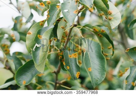 Rust On The Pear Leaves. Diseases Of The Pear. Yellow Spots On The Leaves. Selective Focus