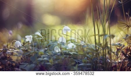 Background With Spring Primroses - White Flowers Of An Anemony
