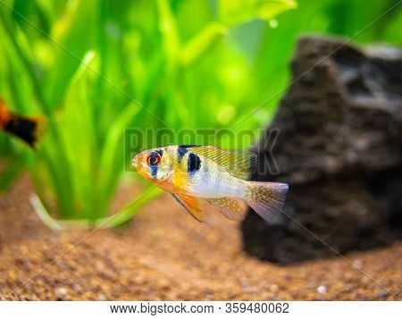 Ram Cichlid (mikrogeophagus Ramirezi) In A Fish Tank With Blurred Background