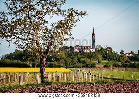 Colza Fields And Vineyards In The Italian Countryside