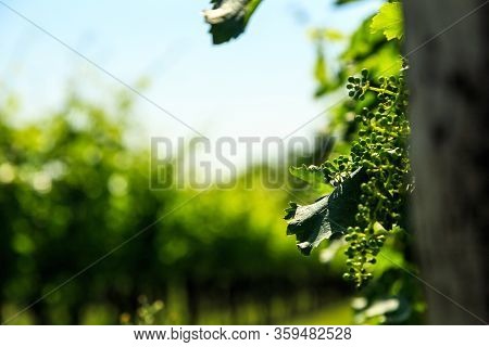 The Fields Of Friuli Venezia-giulia Cultivated With Grapevines
