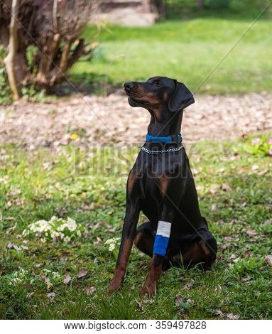 Black Doberman With Wounded Paw. Dog Training.