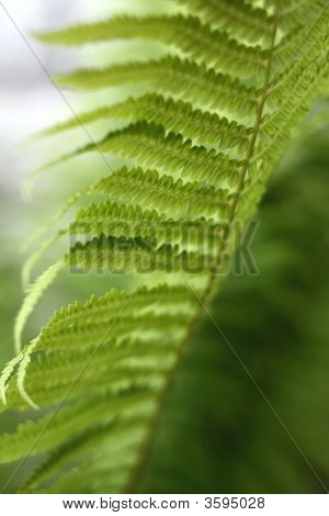 Helecho verde